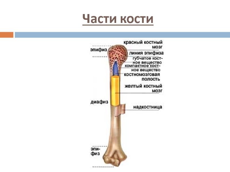 Части кости